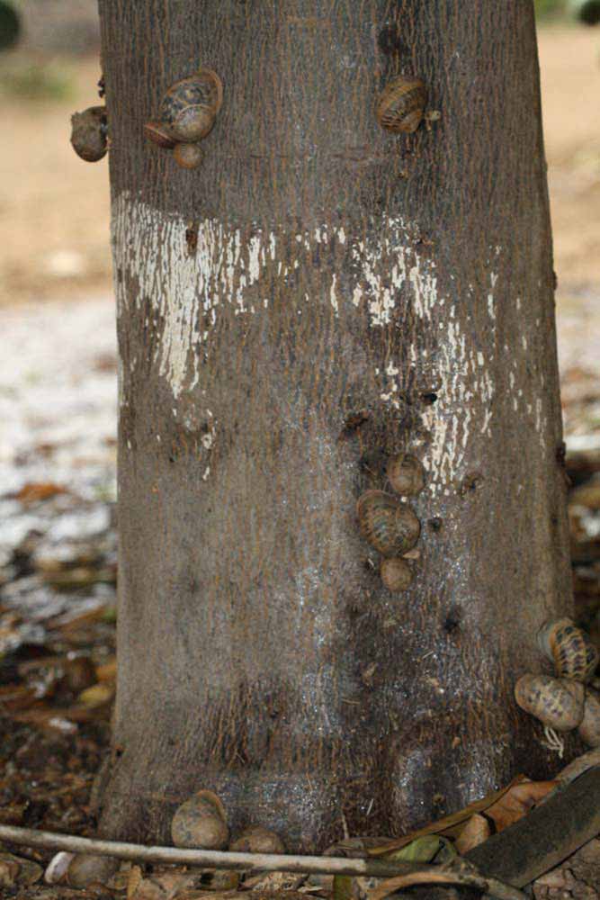            Bark (Riverside, CA)   